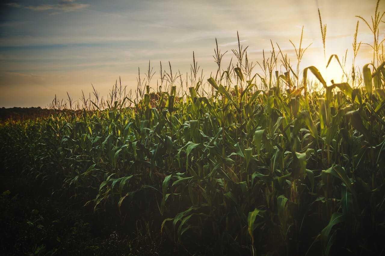 A beautiful cornfield at sunset, showcasing the vibrant growth and serene countryside landscape.